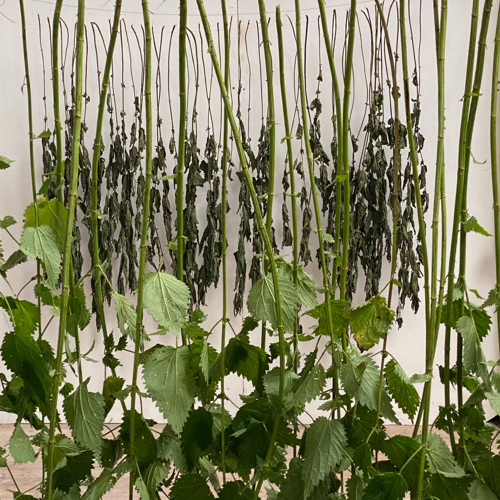 OFFENES MÜHLEN- ATELIER -  WILD PLANTS