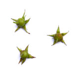 Lissy Winterhoff - Offenes Atelier Frechen-Königsdorf