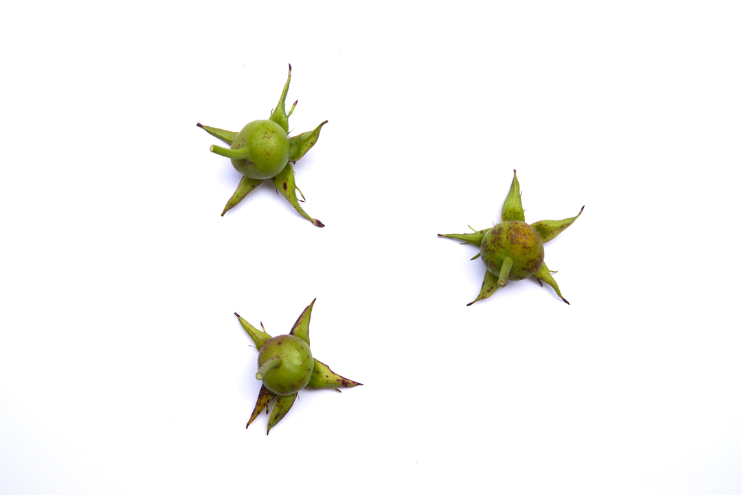 Lissy Winterhoff - Offenes Atelier Frechen-Königsdorf