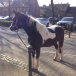 Leben in Zeiten des Corona-Virus von Anne Krickeberg