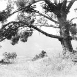 „ Fotografische Archäologie“ - Lissy Winterhoff