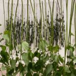 OFFENES MÜHLEN- ATELIER -  WILD PLANTS